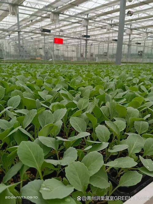 钱一平方# #玻璃温室# #寿光蔬菜# #青州花卉# #玻璃温室大棚工程