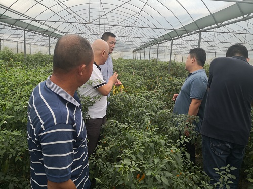 省厅调研永安黄椒国家地理标志保护工程 聚焦温室大棚建设新进展