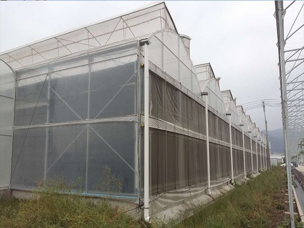 工厂化蔬菜种植与温室大棚工程 从福建龙泰大棚搭建报价看现代农业设施建设