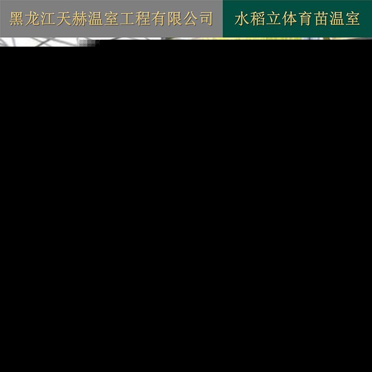 双氧浸种催芽与温室大棚设备在现代水稻工厂化育秧中的集成应用